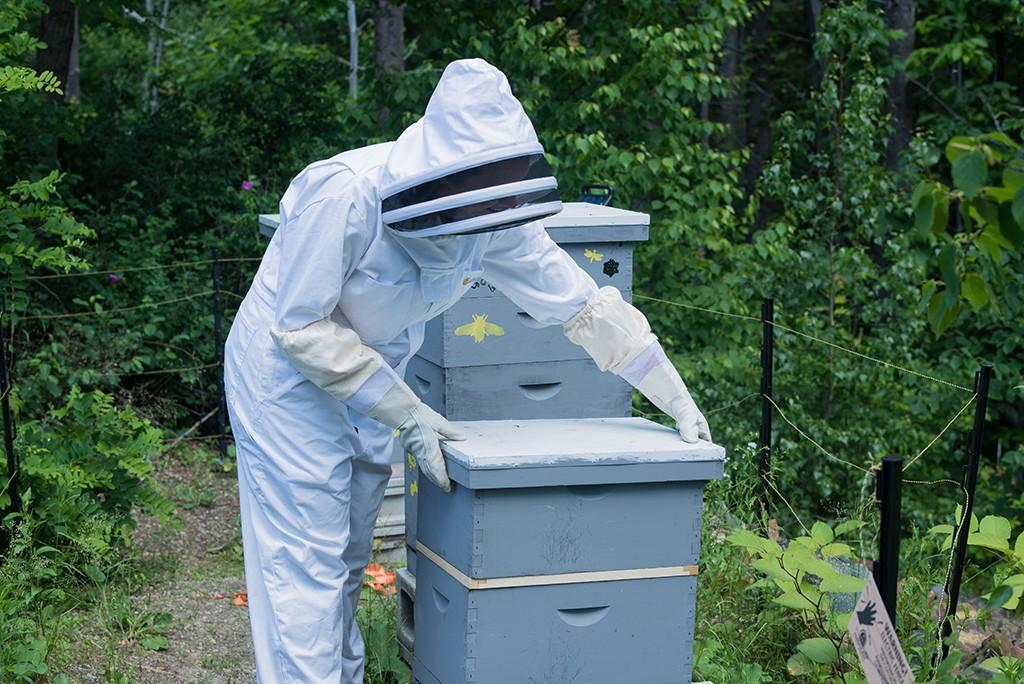 U N E student checking bee hive frames