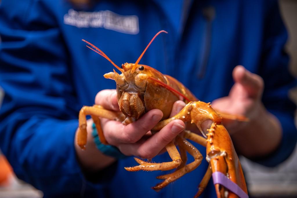 A UNE lab technician holds Peaches, a rare orange lobster