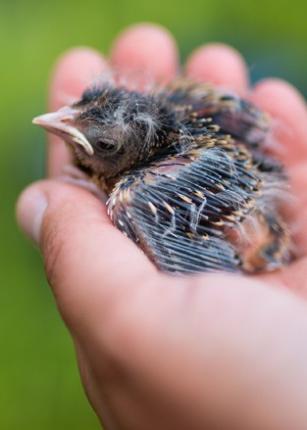 A hand holding a baby Bobolink bird